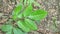 Green Leea indica leaves, the bandicoot berry leaf.