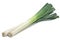 Green leek