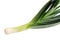 Green leek onion (isolated)