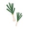 Green leek stalk. Icon of raw fresh vegetable. Food plant with stem and leaf. Colored flat vector illustration of