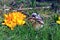 Green-legged Partridge And Dominant Blue Chicks