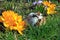 Green-legged Partridge And Dominant Blue Chicks