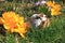 Green-legged Partridge And Dominant Blue Chicks