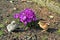 Green-legged Partridge And Dominant Blue Chicks