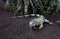 Green leguan in jungle