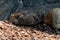 A green Leiptien`s Spiny Tailed Lizard head shot sleeping on a ground in the rocks very close up Uromastyx aegyptia leptieni