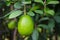 Green Lemon a citrus fruit Citrus lemon of Bangladesh origin