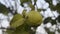 Green lemon fruits in the citrus tree