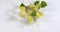 Green Lemons, citrus aurantifolia , Fruits falling on Water against White Background,