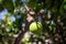 Green lemons growing on a tree. Citrus fruit on green leaves background