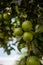 Green lemons growing on a tree. Citrus fruit on green leaves background