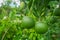 Green Lemons tree in the garden with green blur background. Green Lemon a citrus fruit Citrus lemon of Bangladesh origin