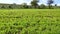 Green lentil plantation, lentil plant cultivated in the field, lentil cultivation, green lentil field landscape video,