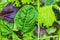 Green lettuce, Arugula and spinach leaves close up. Fresh salad texture background. Vegetarian, healthy food. Vegetable and