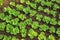 Green lettuce crops in growth