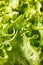 Green lettuce detail
