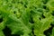 Green Lettuce farming. Close up view. Vegetable leaf background