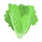 Green lettuce. Fresh healthy ingredient for salad