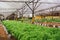 Green lettuce in a greenhouse farm