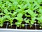 green lettuce growing in the greenhouse