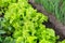 Green lettuce grows in the garden. Harvest. Growing organic vegetables. Leek. Close-up. Selective focus