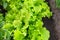 Green lettuce grows in the garden. Harvest. Growing organic vegetables. Leek. Close-up. Selective focus