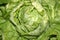 Green lettuce head