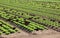 green lettuce heads on very fertile sandy soil