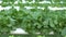 Green lettuce hydroponics vegetable farming