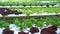 Green lettuce hydroponics vegetable farming