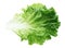 Green Lettuce Leaf