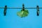 Green lettuce leaf with a pinch of clotheslines.