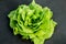 Green lettuce leaves, natural growth