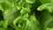 Green lettuce leaves rotate closeup