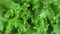 Green lettuce leaves rotate closeup