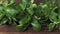 Green lettuce leaves Valerianella locusta. Fresh lamb lettuce corn salad on rustic wooden table