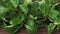 Green lettuce leaves Valerianella locusta. Fresh lamb lettuce corn salad on rustic wooden table