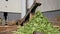 Green lettuce leaves on vegetable processing conveyor in backyard of a farm