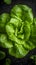 Green lettuce leaves with water droplets on a dark background are a feast for the eyes.