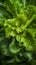 Green lettuce leaves with water droplets on a dark background are a feast for the eyes.