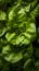 Green lettuce leaves with water droplets on a dark background are a feast for the eyes.