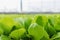 Green lettuce plants vegetable background. Lettuce farm