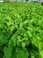 Green lettuce, Red oak, green oak, frillice iceberg , cultivation hydroponicâ€‹ farm.green vegetable in farm plant market.