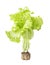 Green lettuce with roots isolated on white background