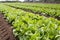 Green Lettuce Rows