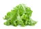 Green lettuce salad fresh leaf