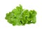 Green lettuce salad fresh leaf