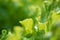 Green lettuce salad growing in homegrown garden in sunlight close up