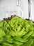 Green lettuce salad head in the kitchen sink