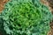 Green Lettuce Salad Plant in a row